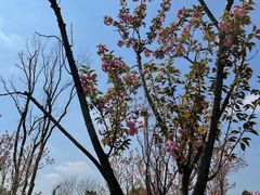 -洋湖国家湿地公园