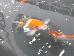 -梅园食堂