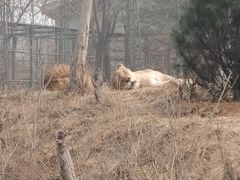 -石家庄市动物园