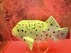 -上海海洋水族馆