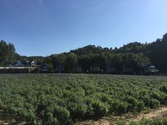 -紫海香堤香草艺术庄园