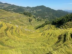-紫鹊界梯田景区
