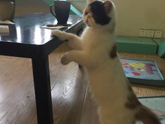 -萌喵宠狗爱心宠咖