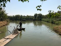 -泗洪洪泽湖湿地景区