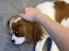 -有喵·猫咖·狗咖·40+猫狗有小奶狗(岗厦店)