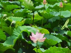 -荔湾湖公园