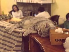 -猫色咖啡·猫咖