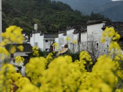 -婺源风景区