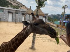 -西霞口神雕山野生动物世界