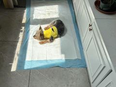 -芭比堂动物医院·CT·微创中心(新顺分院)