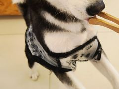 -怪兽屋·羊驼·猫咖·狗咖(俊华广场店)