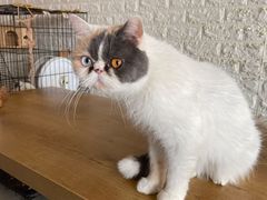 -平行世界·猫咖(首经贸店)