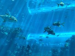 -海棠湾洲际-涛·海底餐厅·美人鱼·自助餐·海底隧道