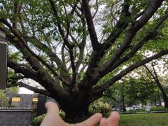 -四海公园(南山区)