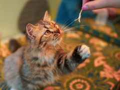 -平行世界·猫咖(首经贸店)