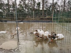 -前小桔亲子创意农场·草莓采摘·露营烧烤