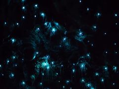 -怀托摩萤火虫洞