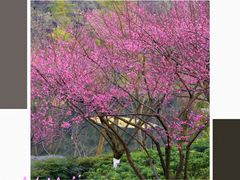 -重庆彩云湖湿地公园