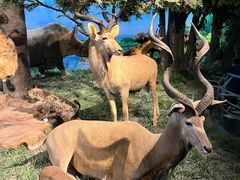 -国家自然博物馆