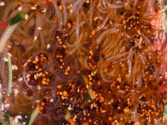 冷面-枪火串烧·东北特色烧烤(罗湖总店)