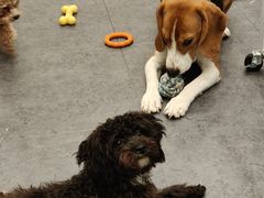 -有喵·猫咖·狗咖·40+猫狗有小奶狗(岗厦店)