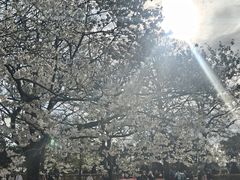 -库肯霍夫公园