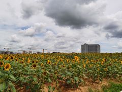 -光明小镇欢乐田园