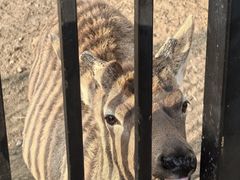 -石家庄市动物园