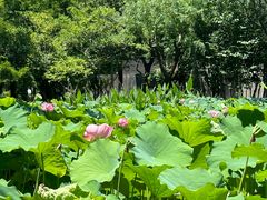 -陈家山荷花公园