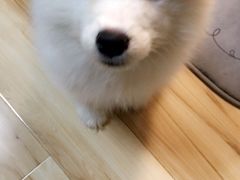 -翊宠yipet猫狗购宠庄园犬舍•猫舍