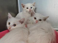 -纳吉亚猫专科动物诊疗中心(蒋宅口分院)
