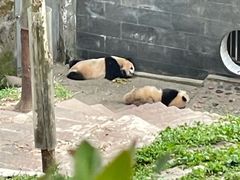 -中国大熊猫保护研究中心雅安碧峰峡基地