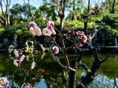 -秋霞圃