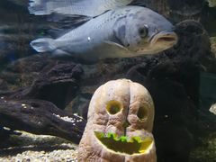 -上海海洋水族馆