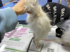 -天使宠物医院·犬猫分诊(彩虹店)