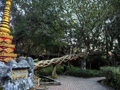 -瑞丽独树成林风景区