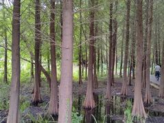 -溱湖国家湿地公园