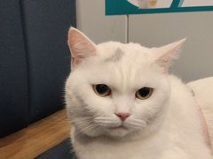 -伟伟宠物医院·瑞派猫友好医院·猫科(光谷店)