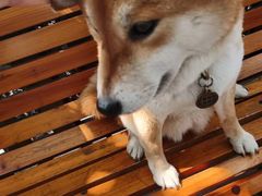 -柴犬高等学院·狗咖·柴犬售卖·宠物训练