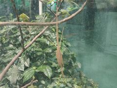 -上海大自然野生昆虫馆(东方明珠·爬宠昆虫探索中心)