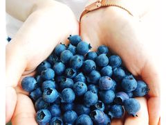 -金谷域澳洲庄园