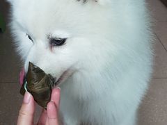 -创凡宠物医院·骨专科  猫科中心(西乡分院)