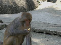 -大围山国家森林公园