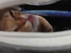 -瑞派·关忠动物医院·猫专科·犬专科(三环新城店)