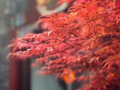 -北京古城老院厉晓麟精致菜