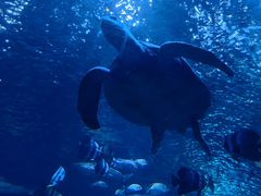 -太平洋海底世界