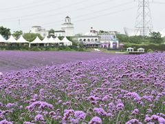 -紫颐香薰山谷景区
