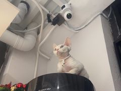 -琪喵猫屋·撸猫猫咖·猫舍