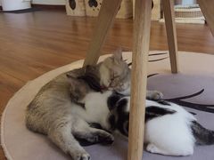 -Meowの猫咖(万家丽店)