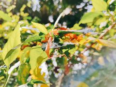 -华侨城湿地公园